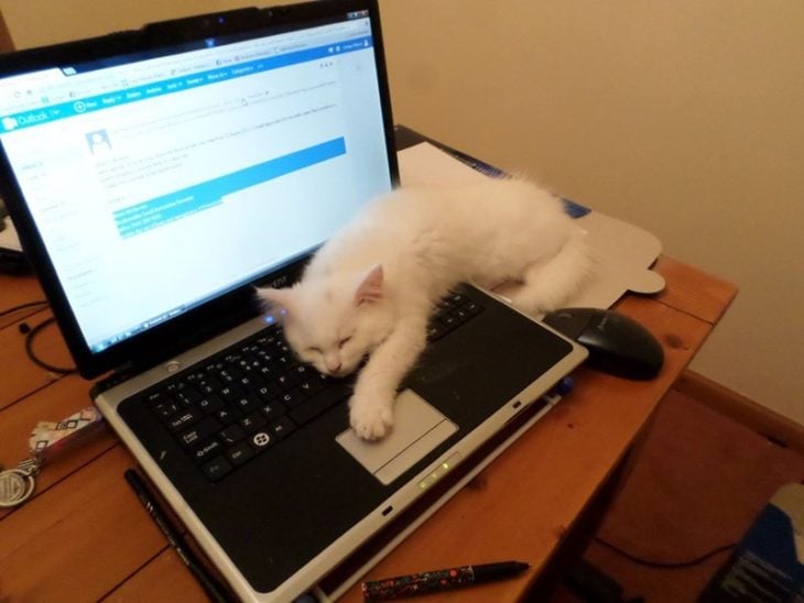 Gato jugando con el mouse de la computadora 