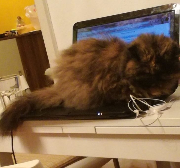 Gato peludo sobre el teclado de la computadora