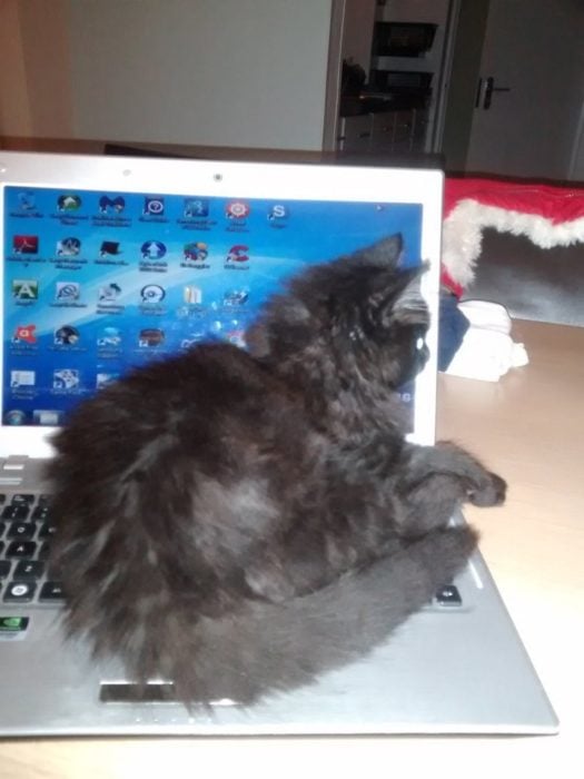 Gato descansando encima de una computadora portátil 