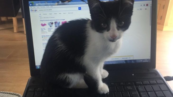 Gatito sentado en el teclado de la computadora portátil 