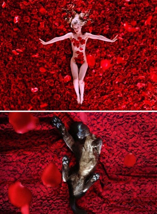 Un gato sobre una base de rosas rojas 