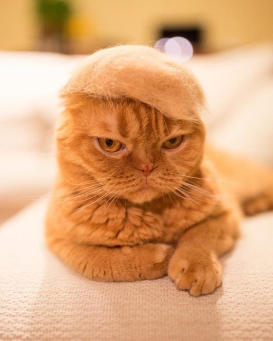 Gato con copete de Donald Trump