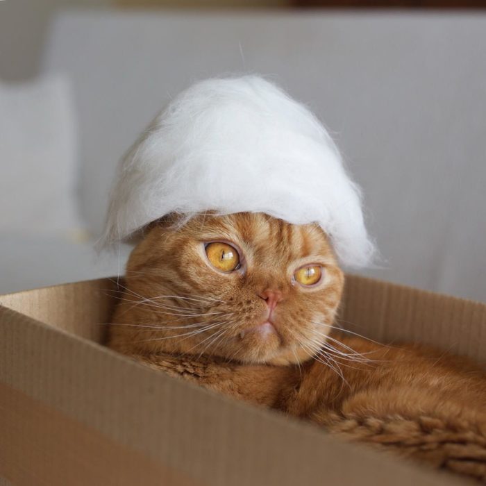 Gato con un sombrero elegante de pelo blanco