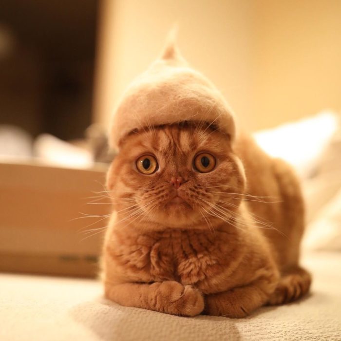 Gato con cara de asustado y trae un gorro de pelo suyo