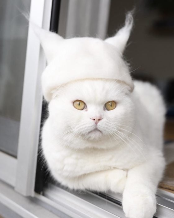 Gato blanco con un sombrero con orejas de gato