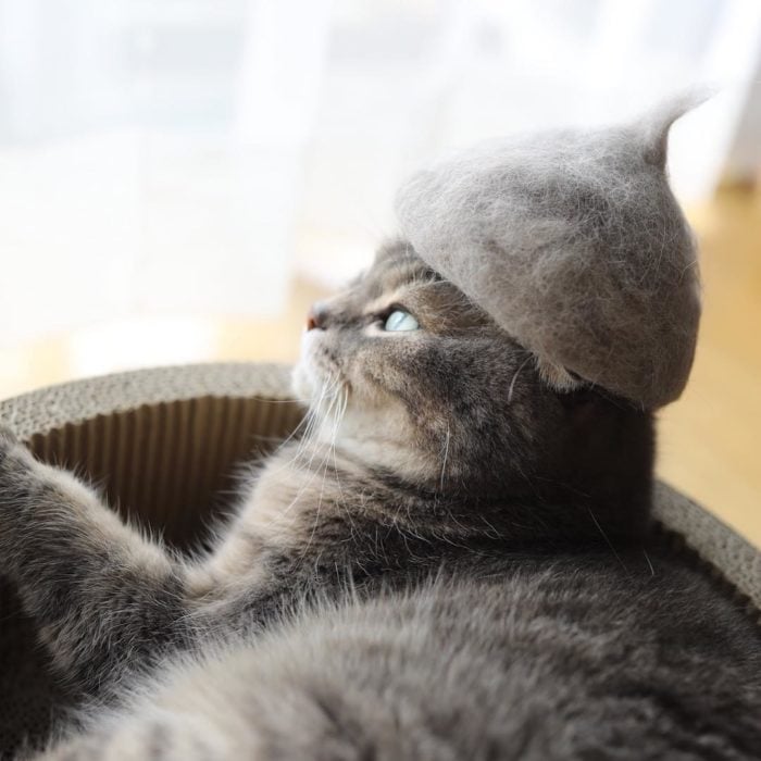 Gato con un sombrero de su pelo