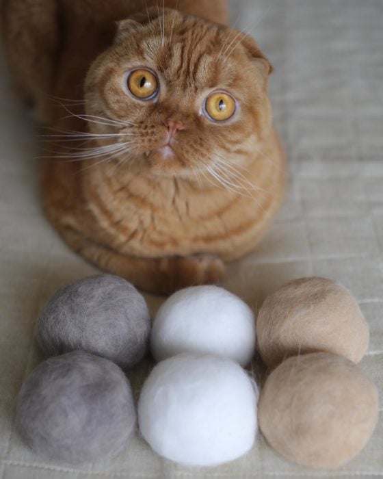 Gato frente a las bolas de pelo