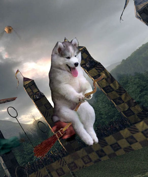 Batalla Photoshop - Husky jugando quidicht