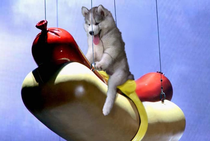 Batalla Photoshop - Husky en hot dog gigante