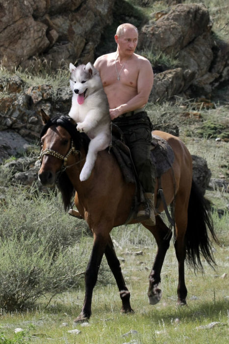 Batalla Photoshop - Husky cabalgando un caballo con Putin