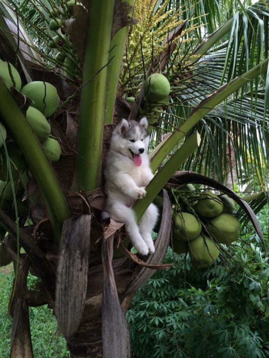 Husky atorado en una palmera de cocos