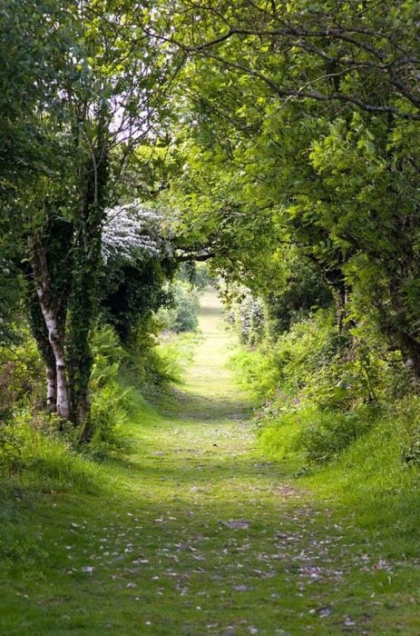 tpunel de árboles en kit hill inglaterra