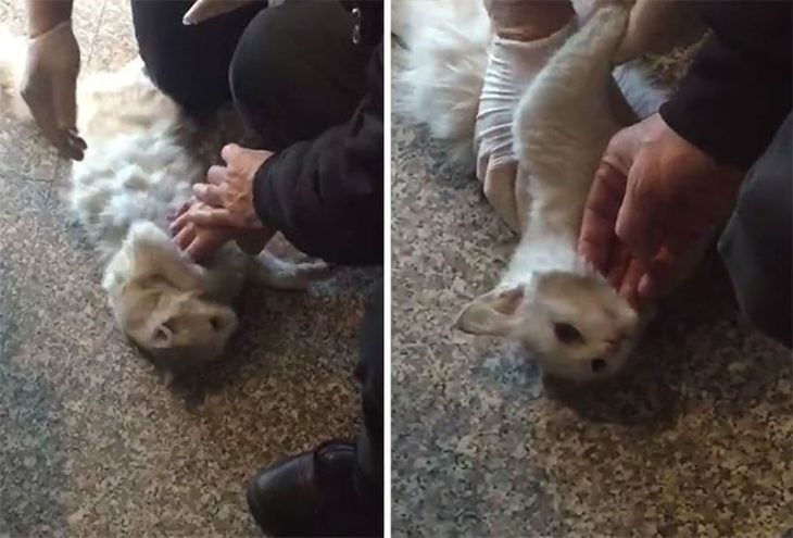 personla médico ayudando a un gato 