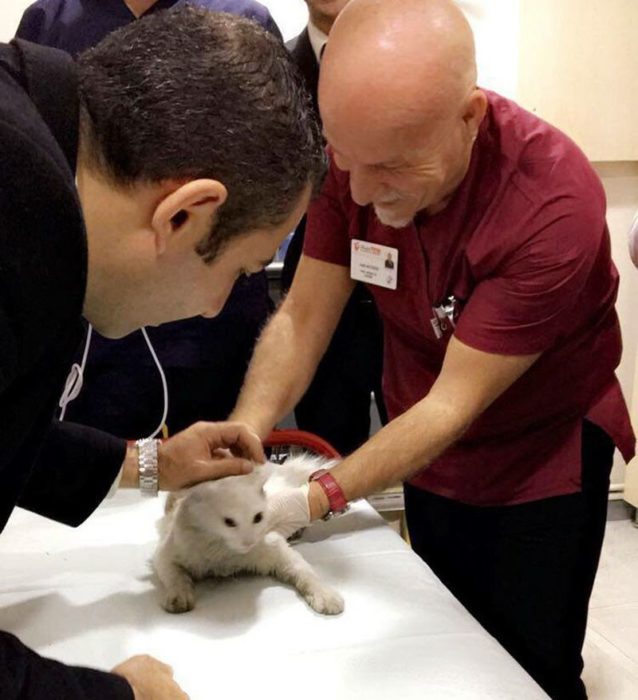 Médicos salvando a un gatito