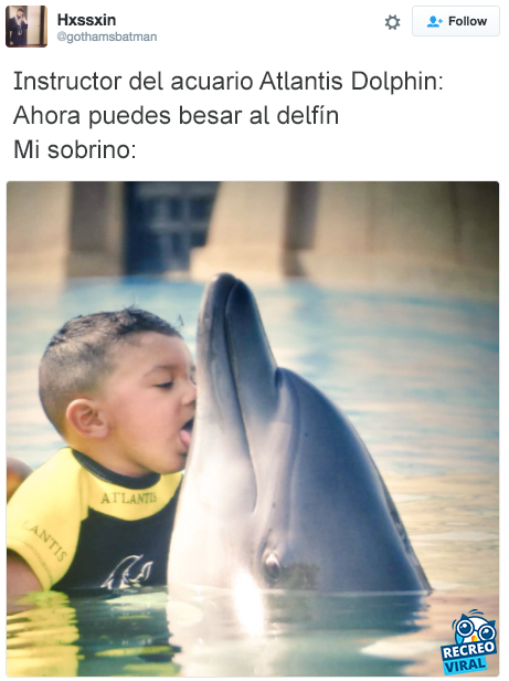 Niño lamiendo a un delfín