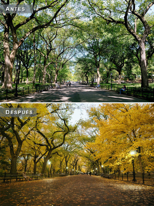 Otoño - parque antes y después