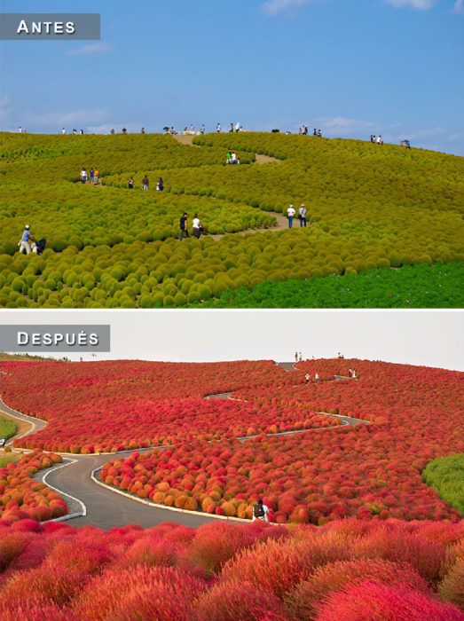 Otoño - campo antes y después