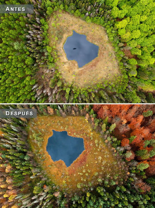 Otoño - lago en medio de un bosque antes y después