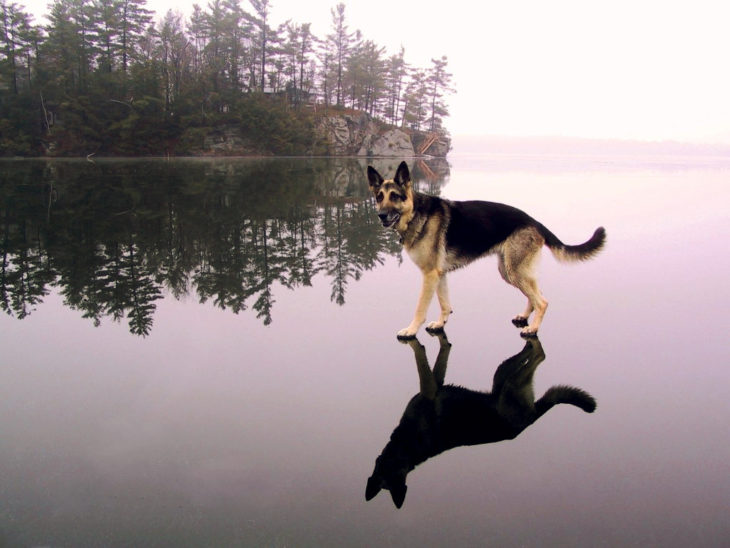 el perro de criss angel