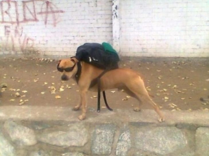 perro de barrio