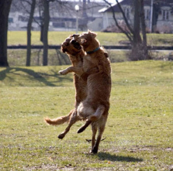 perros bailando