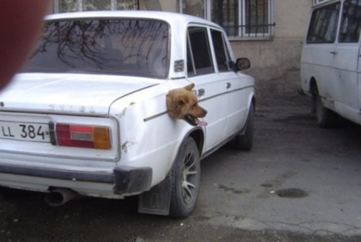 perro transformer