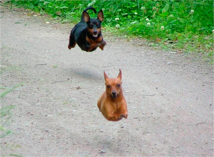 perros voladores