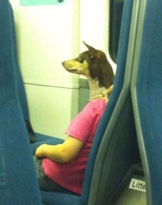 perro de viaje