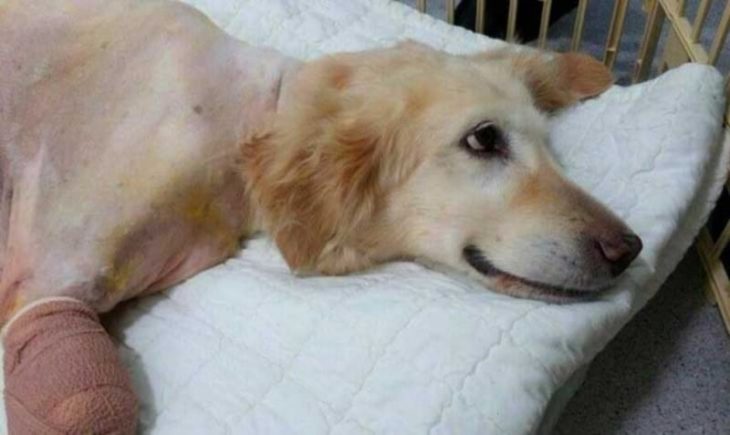 Perrita golden con el cuerpo rapado