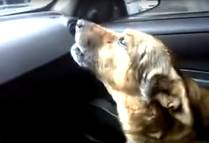 Perrito aullando en un carro