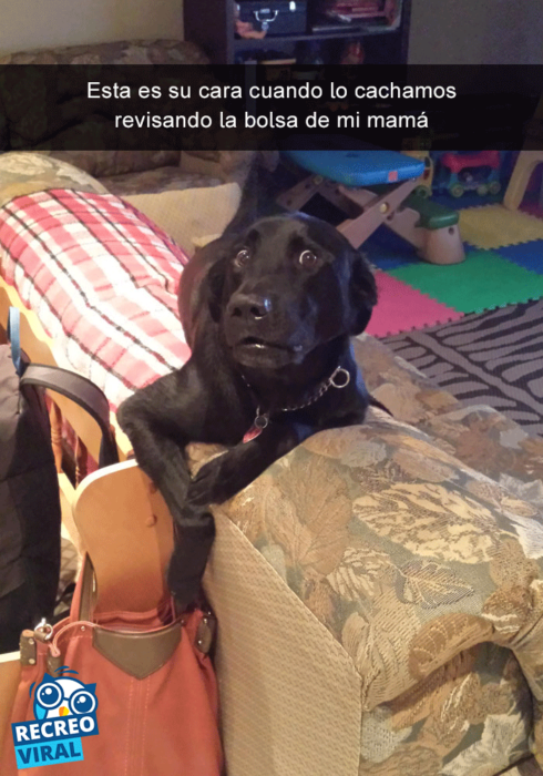 Snapchats perros - labrador cara de sorpresa