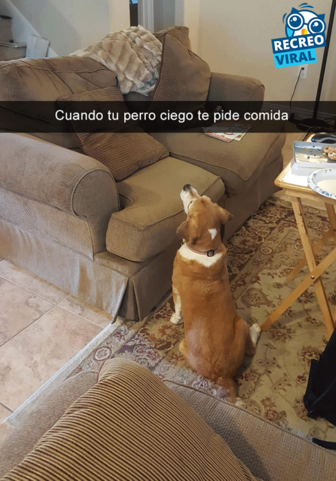 Snapchats perros - perro mirando un sillon vacío