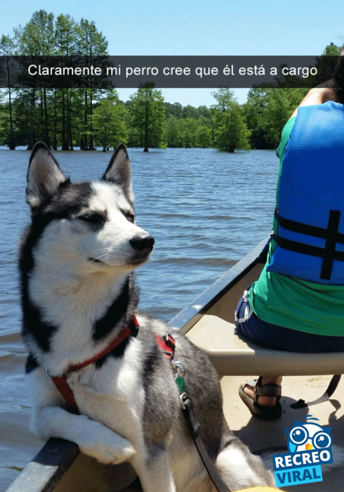 Snapchats perros - husky en un bote