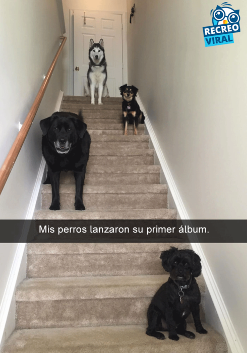 Snapchats perros - cuatro perros en la escalera