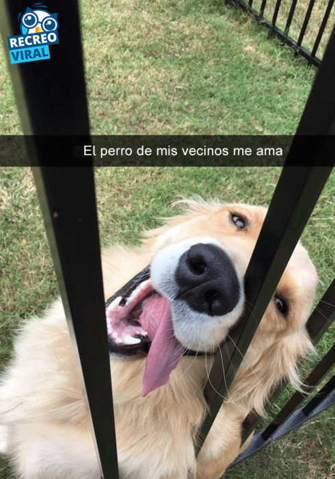 Snapchats perros - perro golden feliz