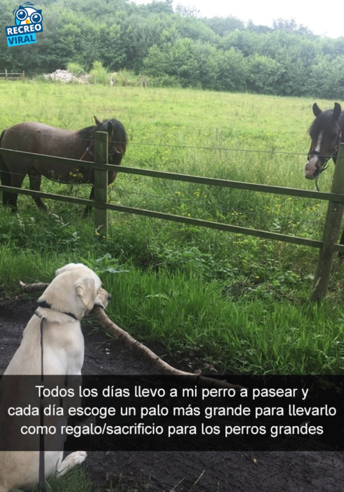 Snapchats perros - perro lleva palo a caballos