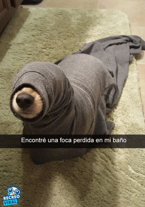 Snapchats perros - perro atorado en una playera