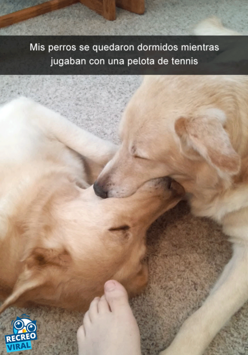 Snapchats perros - dos golden dormidos hocico a hocico