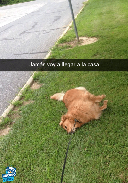 Snapchats perros - perro tirado en el pasto