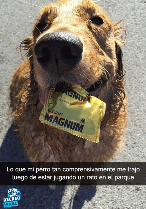 Snapchats perros - perro con un condon en el hocico