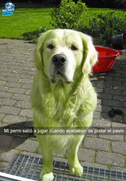 Snapchats perros - golden retriever verde