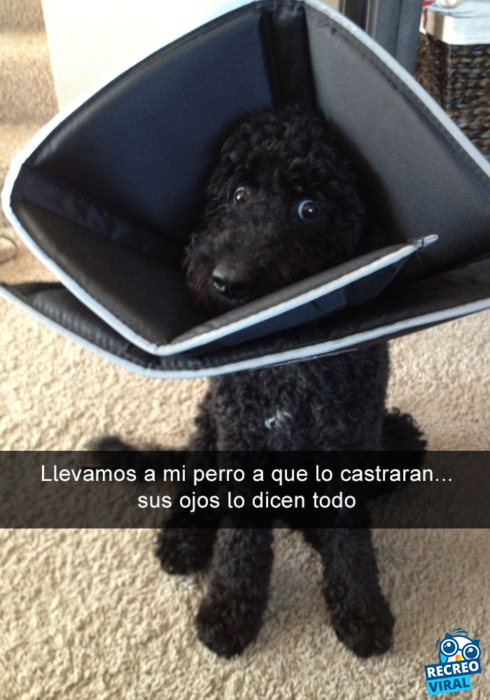 Snapchats perros - perro con un cono