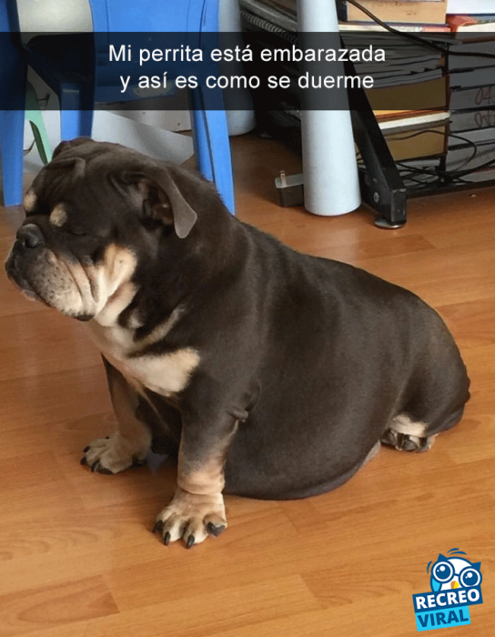 Snapchats perros - bulldog embarazada