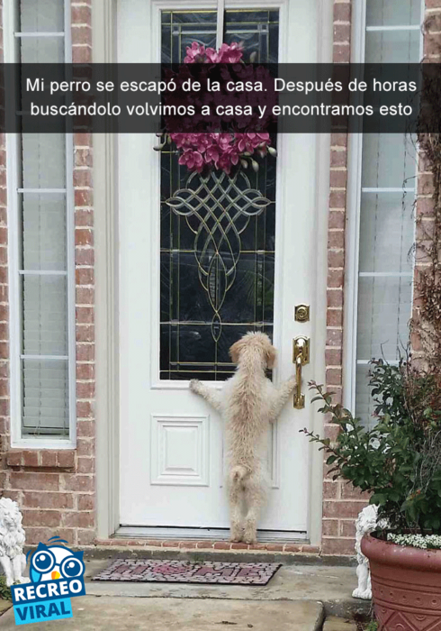 Snapchats perros - perro asomado en una casa