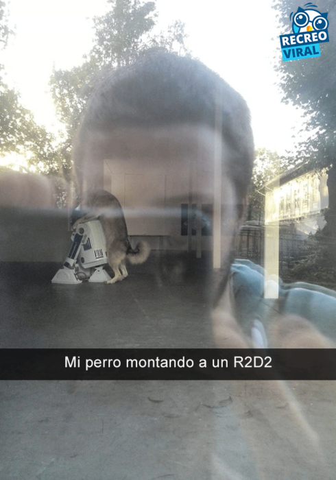 Snapchats perros - perro montado en un r2d2