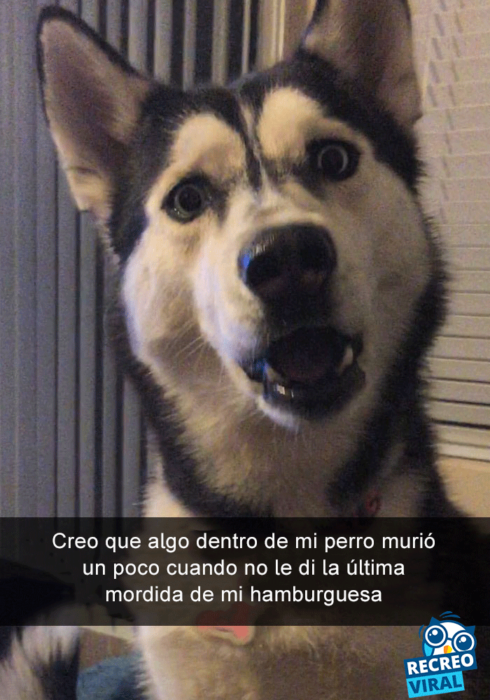 Snapchats perros - husky cara de sorpresa