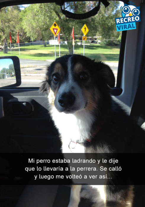 Snapchats perros - perro cara de sorpresa en el carro