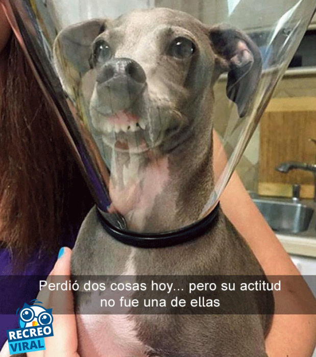 Snapchats perros - pero atorado en cono de la verguenza