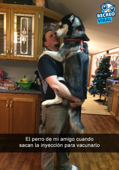 Snapchats perros - husky como bebé con su dueño