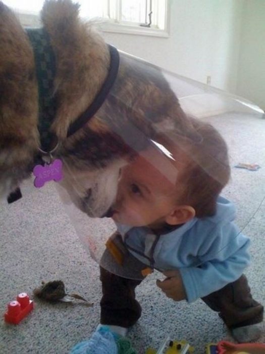 Niño jugando con perro dentro del cono de la vergüenza